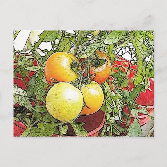 Garten Frische Heirloom Tomaten Postkarte (Vorderseite)
