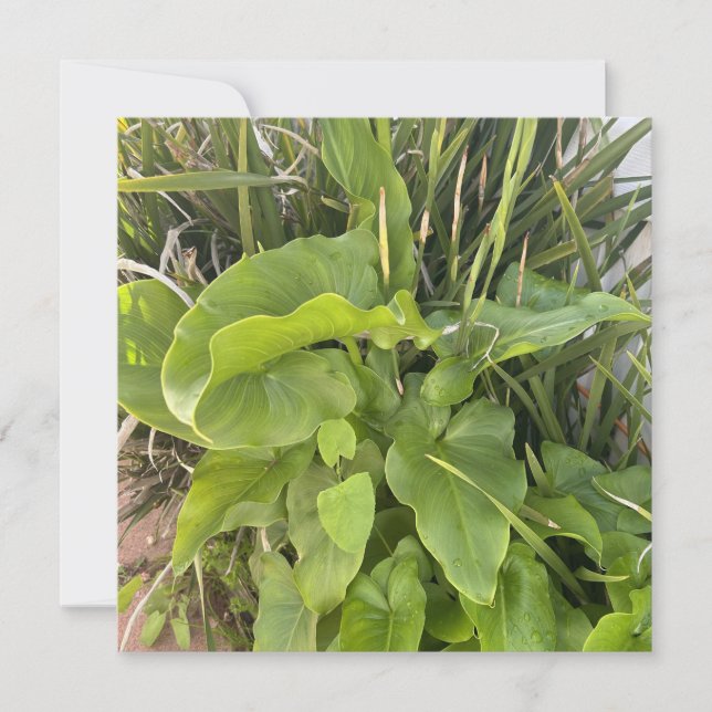 Garten Gartenanlage Gartenanlage Gartenanlage Gart Mitteilungskarte (Vorderseite)