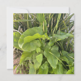 Garten Gartenanlage Gartenanlage Gartenanlage Gart Mitteilungskarte