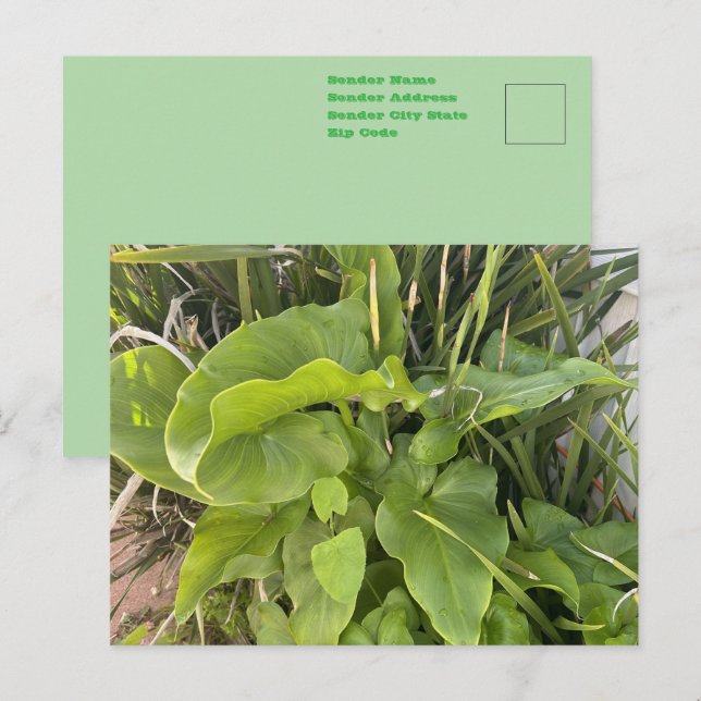 Garten Gartenanlage Gartenanlage Gartenanlage Gart Postkarte (Vorne/Hinten)