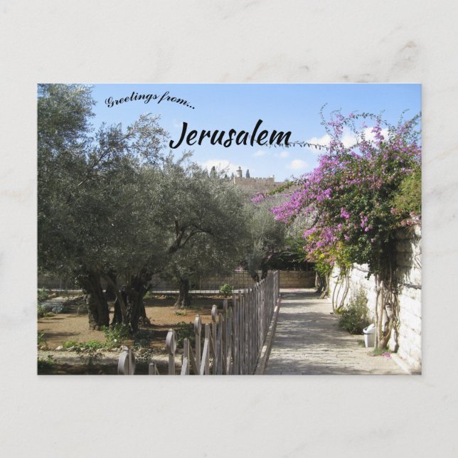 Garten Gethsemane Jerusalem 2 Postkarte (Vorderseite)