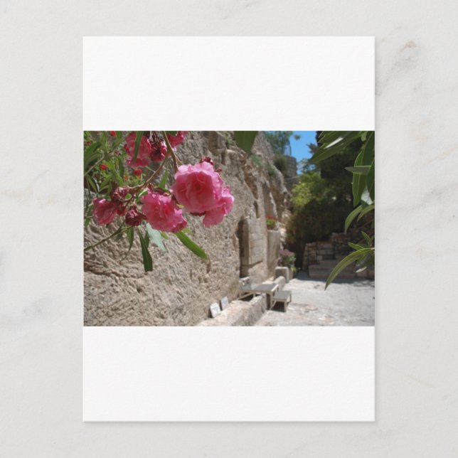 Garten-Grab Jeruselum Isreal Postkarte (Vorderseite)