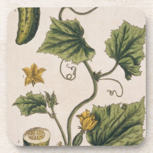 Garten-Gurke, überziehen 4 von "einem neugierigen Getränkeuntersetzer