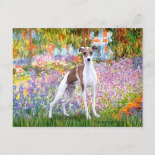 Garten - Italienischer Windhund 7 Postkarte