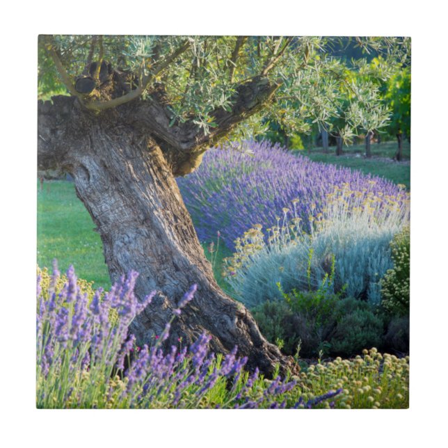 Garten landschaftlich mit Blume, Frankreich Fliese (Vorderseite)