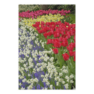 Garten mit Blumen und Blumen, Keukenhof Gardens, Fotodruck