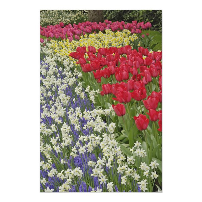 Garten mit Blumen und Blumen, Keukenhof Gardens, Fotodruck (Vorne)