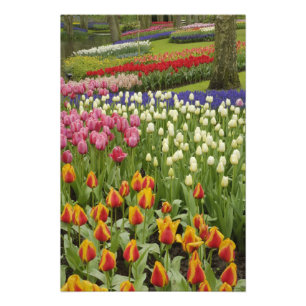 Garten mit Blumen und Blumen, Keukenhof Gardens, Fotodruck