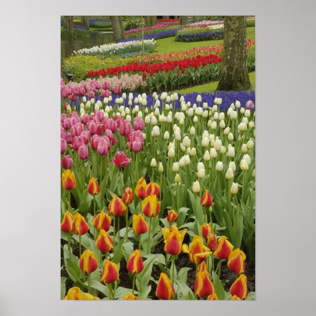 Garten mit Blumen und Blumen, Keukenhof Gardens, Poster (Vorne)