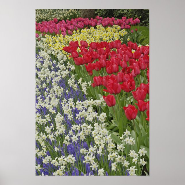 Garten mit Blumen und Blumen, Keukenhof Gardens, Poster (Vorne)