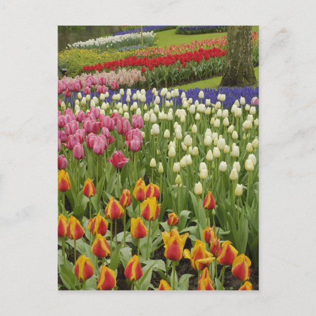 Garten mit Blumen und Blumen, Keukenhof Gardens, Postkarte (Vorderseite)