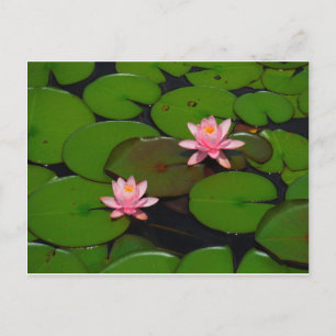 Garten mit Blütenblumen, Rosa Lotus, Postkarte
