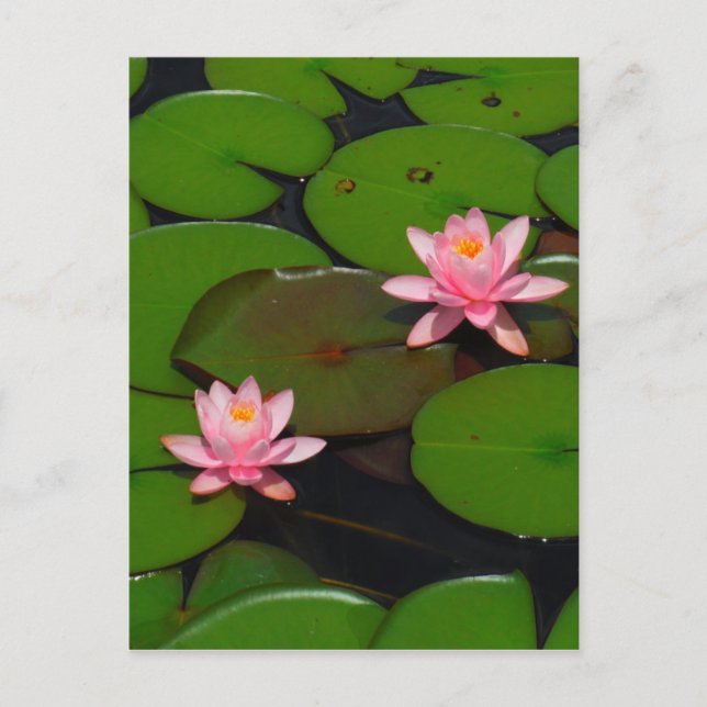 Garten mit Blütenblumen, Rosa Lotus, Postkarte (Vorderseite)