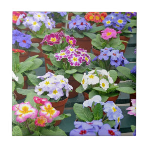 Garten mit farbenfrohen Primaten Fliese