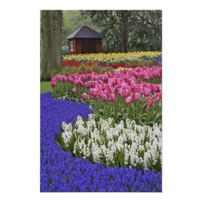 Garten mit Hyazinthen, Hyazinthen und Tulpen, Fotodruck (Vorne)