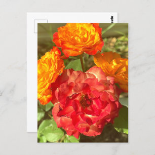 Garten mit orangefarbenen und roten Blumen Postkarte