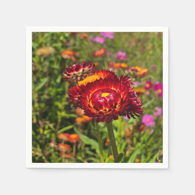 Garten mit Strohblumen Serviette (Vorderseite)