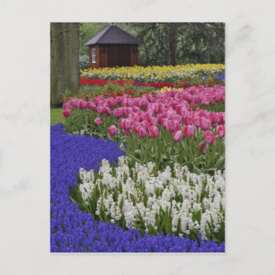 Garten mit Traubenhyazinthen, Hyazinthen und Tulpe Postkarte