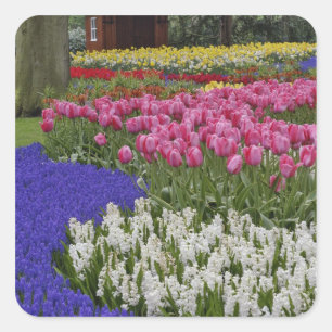Garten mit Traubenhyazinthen, Hyazinthen und Tulpe Quadratischer Aufkleber