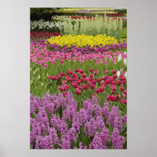 Garten mit Tulpen, daffodils und Hyazinthen Poster