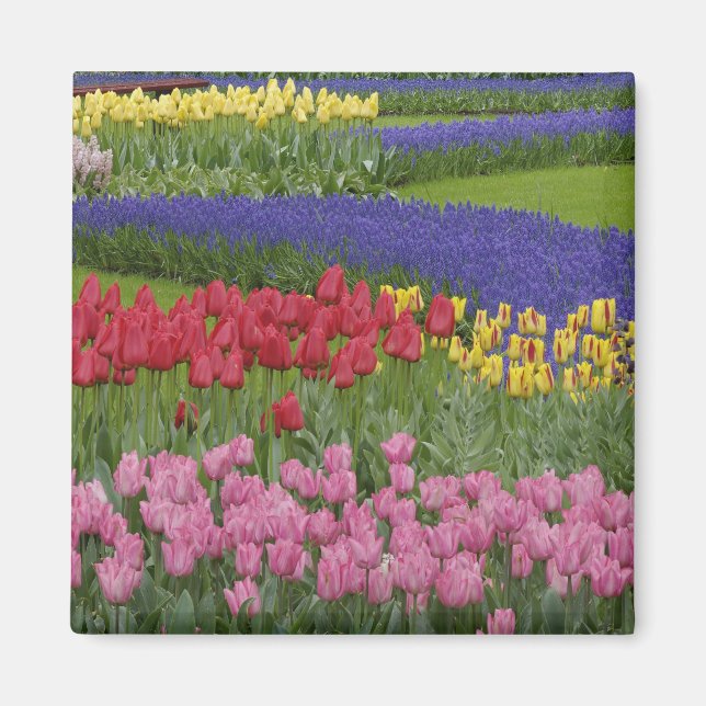 Garten mit Tulpen, Hyazinthen und Magnet (Vorne)