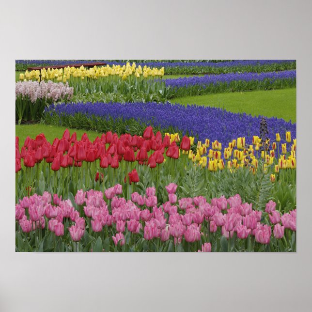 Garten mit Tulpen, Hyazinthen und Poster (Vorne)