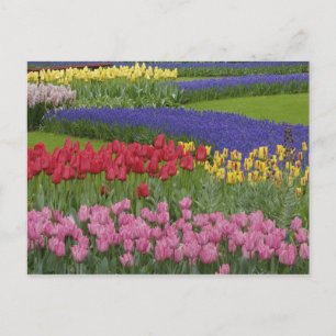 Garten mit Tulpen, Hyazinthen und Postkarte