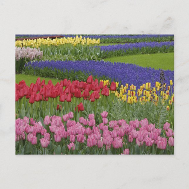 Garten mit Tulpen, Hyazinthen und Postkarte (Vorderseite)
