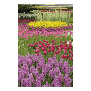 Garten mit Tulpen, Narzissen und Hyazinthen Fotodruck