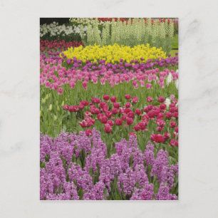 Garten mit Tulpen, Narzissen und Hyazinthen Postkarte
