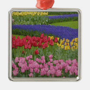 Garten mit Tulpen, Traubenhyazinthen und Silbernes Ornament