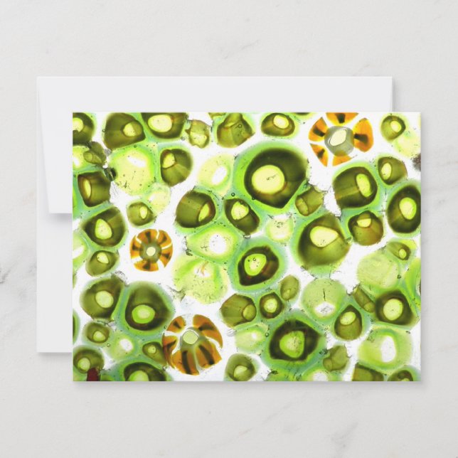 Garten Nr. 11 (Vorderseite)