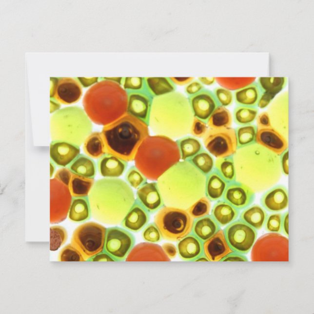 Garten Nr. 2 (Vorderseite)