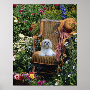 Garten-Plakat Shih Tzu Poster
