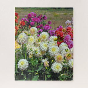 Garten Rainbow dahlias Puzzle