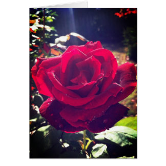 Garten-Rose