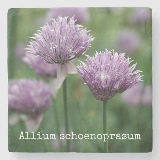 Garten-Schnittlauche Steinuntersetzer (Vorderseite)
