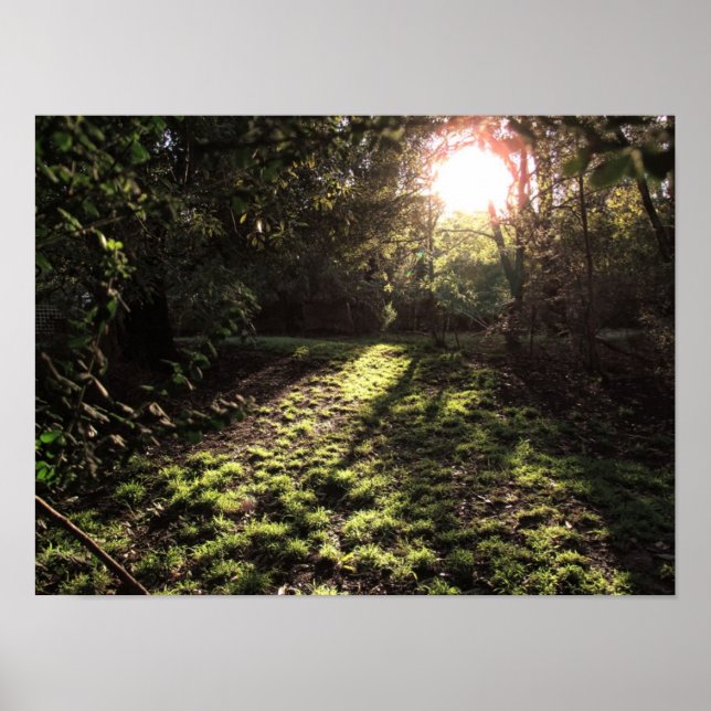 Garten-Sonnenschein-Druck Poster (Vorne)