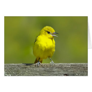 Garten-Trichter - Originalfotografie