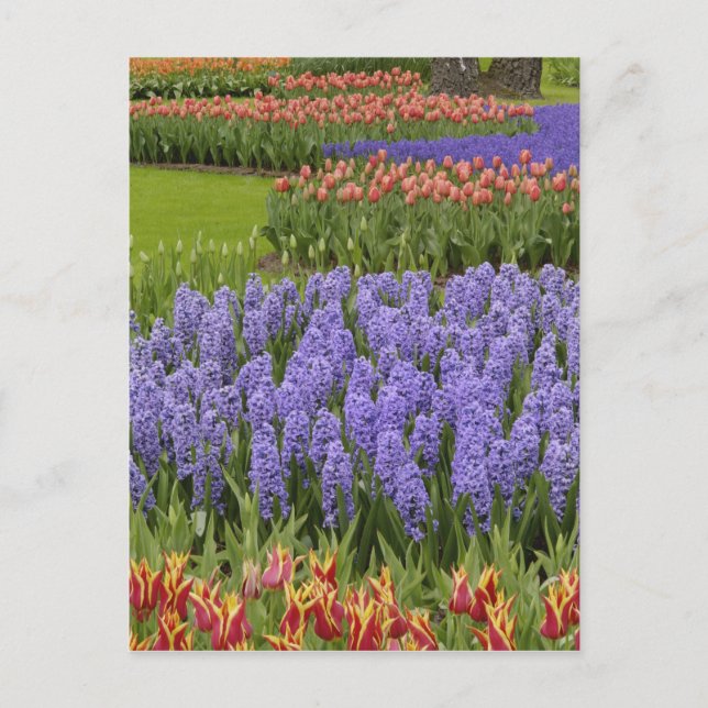 Garten Tulip und Hyazinth, Garten Keukenhof, Postkarte (Vorderseite)