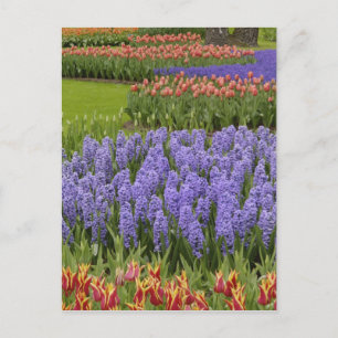 Garten Tulip und Hyazinth, Garten Keukenhof, Postkarte