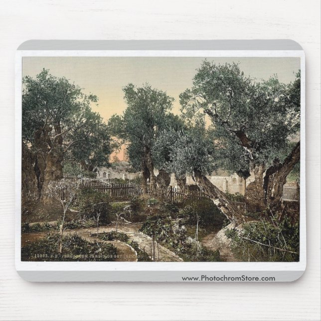 Garten von Gethsemane, Jerusalem, Landsklassiker Mousepad (Vorne)