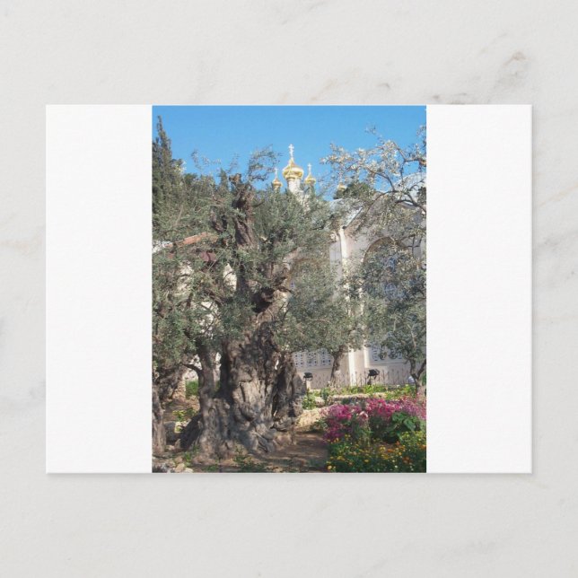 Garten von Gethsemane Postkarte (Vorderseite)