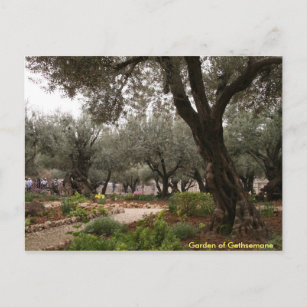 Garten von Gethsemane Postkarte