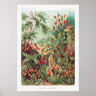 Gartenanlagen Pflanze Poster