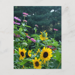 Gartenansicht, Gänseblümchen, Kosmeen, Sonnenblume Postkarte