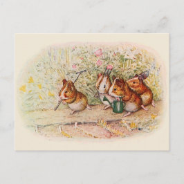 Gartenbau Guinea Schweinezuchtkarten Postkarte