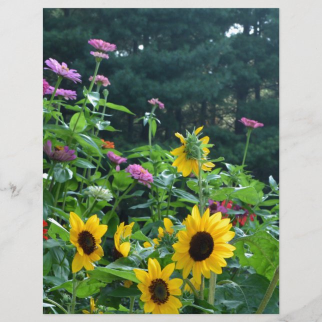 Gartenblick, Gänseblumen, Kosmos, Sonnenblumen, Ma (Vorderseite)