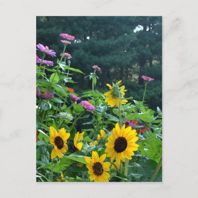 Gartenblick, Gänseblumen, Kosmos, Sonnenblumen Postkarte (Vorderseite)