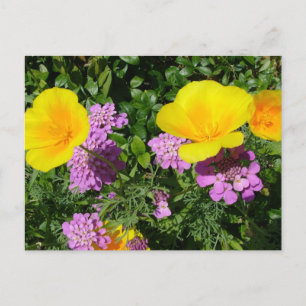 Gartenblumen, gelbe und violette Blumen Postkarte
